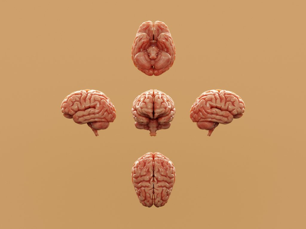 https://unsplash.com/photos/various-perspectives-of-a-human-brain-are-displayed-vd-JLio94Wo?utm_source=unsplash&utm_medium=referral&utm_content=creditShareLink