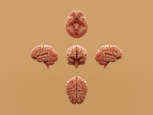 https://unsplash.com/photos/various-perspectives-of-a-human-brain-are-displayed-vd-JLio94Wo?utm_source=unsplash&utm_medium=referral&utm_content=creditShareLink
