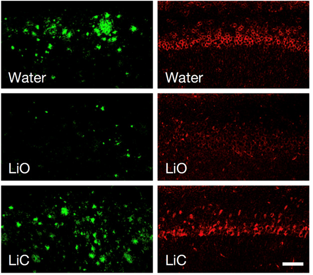 Lithium in Mice Models